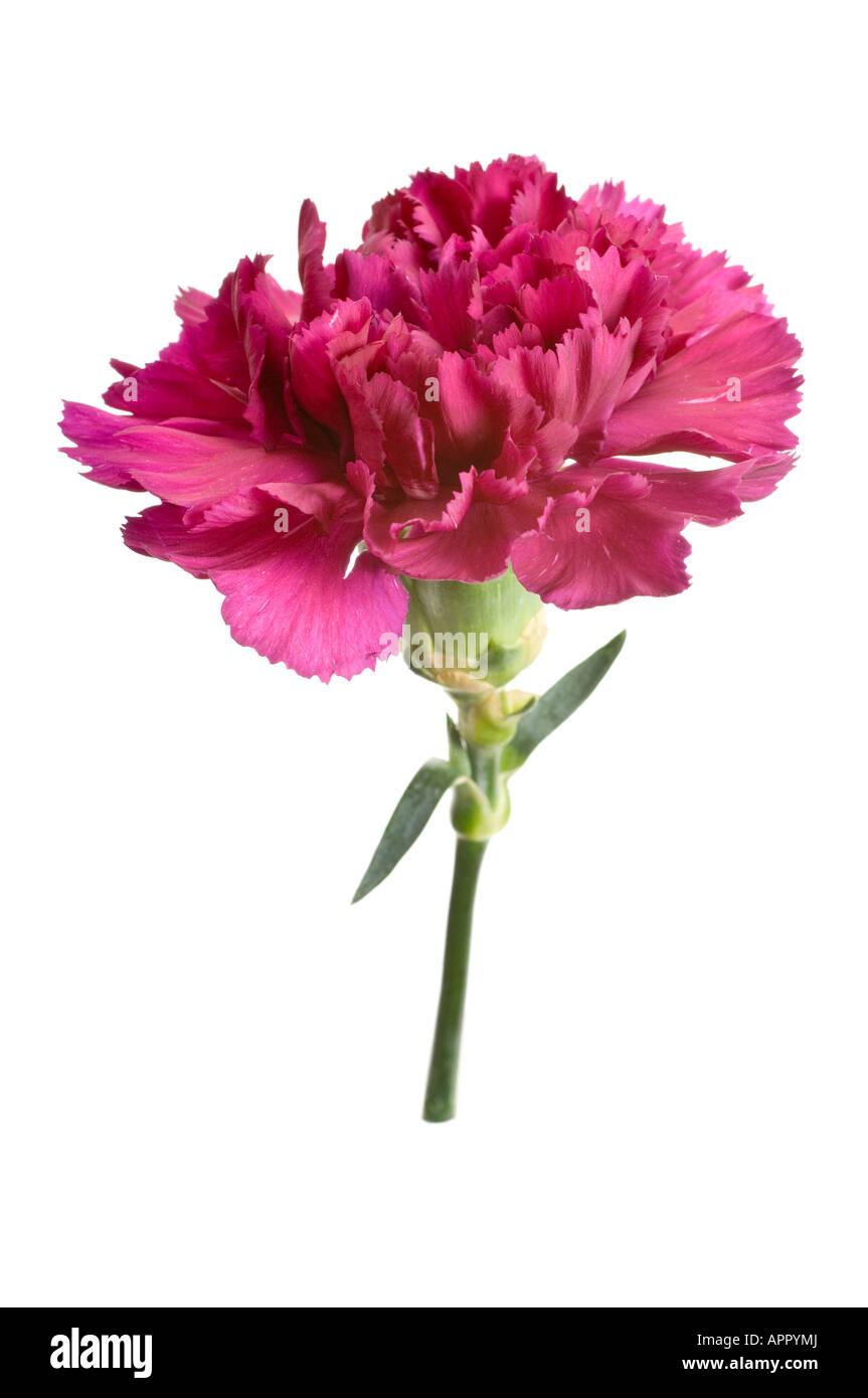 Pink carnation flower Stock Photo