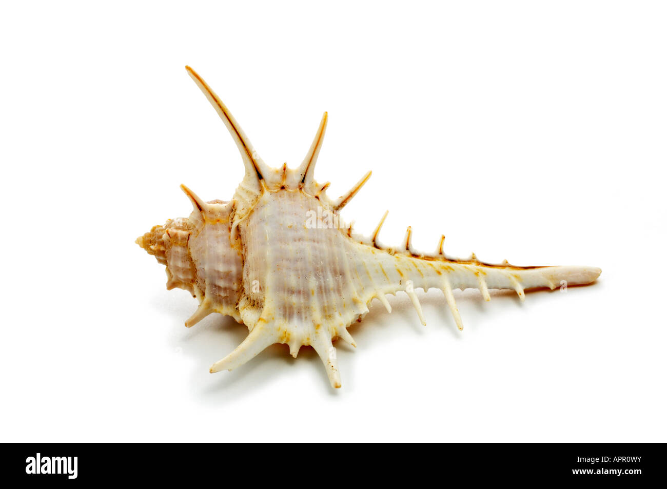 Spiky sea shell Cut Out Stock Images & Pictures - Alamy