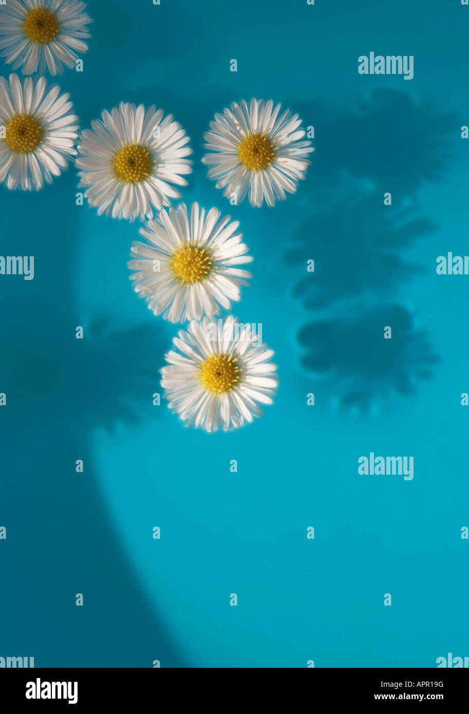 Daisy flowers floating in blue water Stock Photo