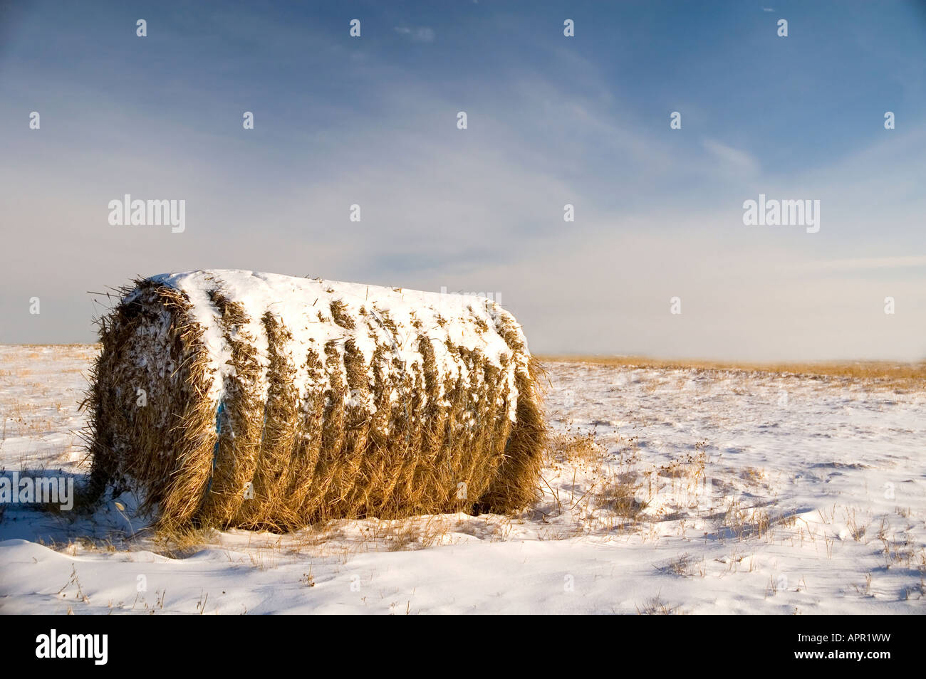 Hay bale in snow field Stock Photo