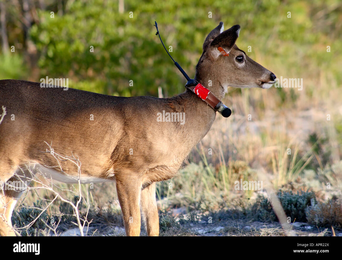 Radio collar hi-res stock photography and images - Alamy