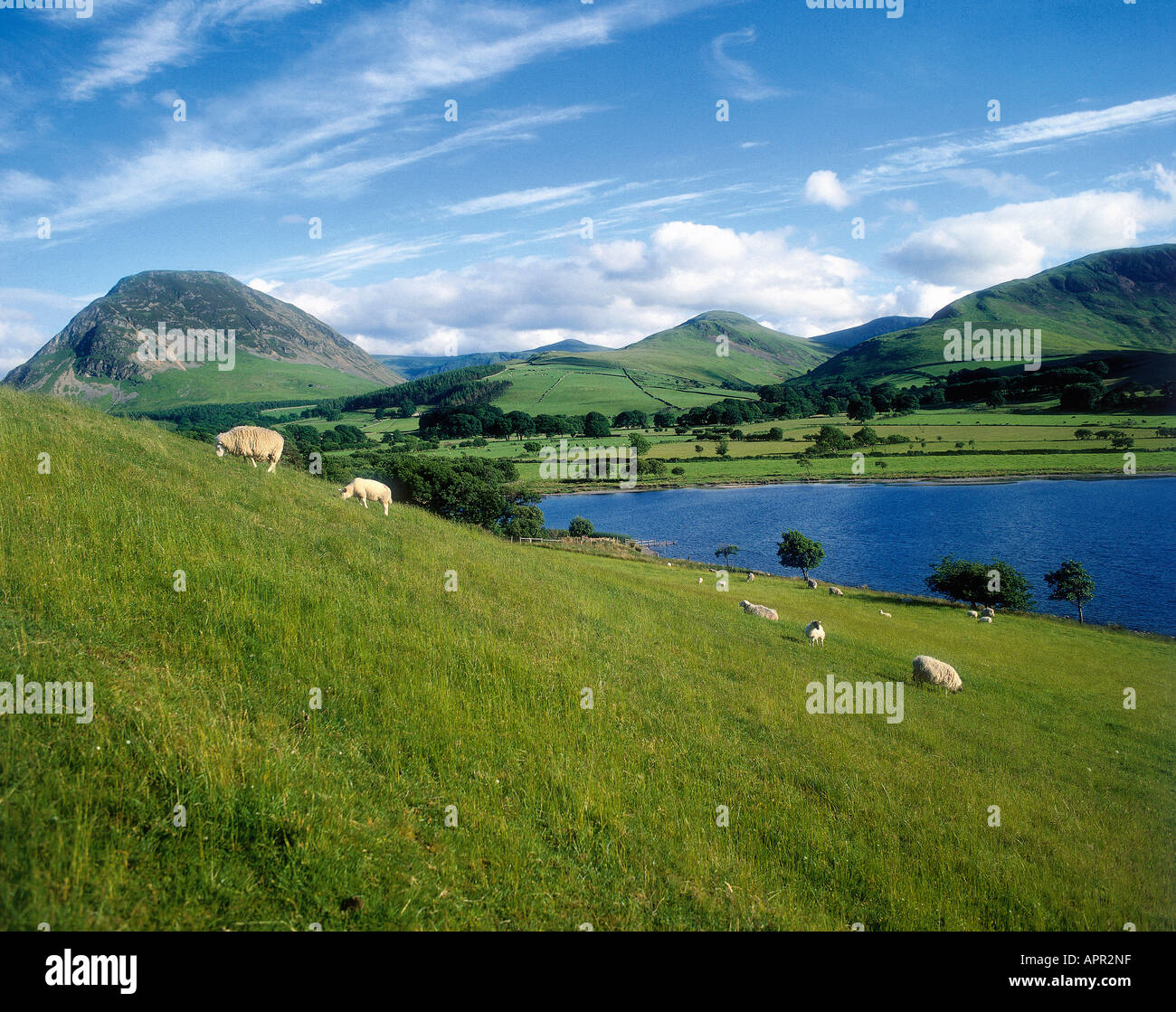 Sheep grazing on hill beside Loweswater lake with hills in background