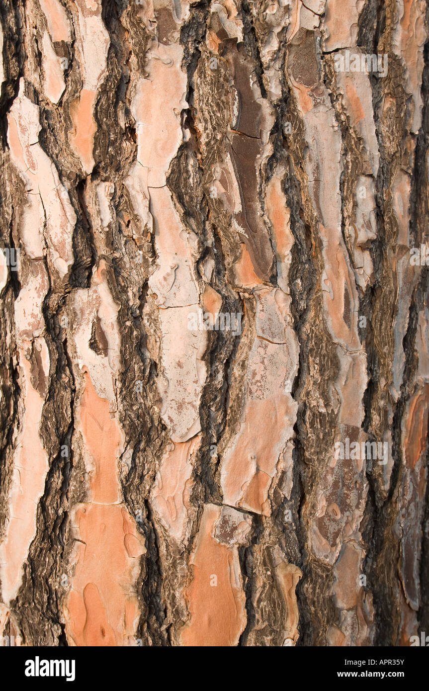 detail of the bark of a sea pine Stock Photo
