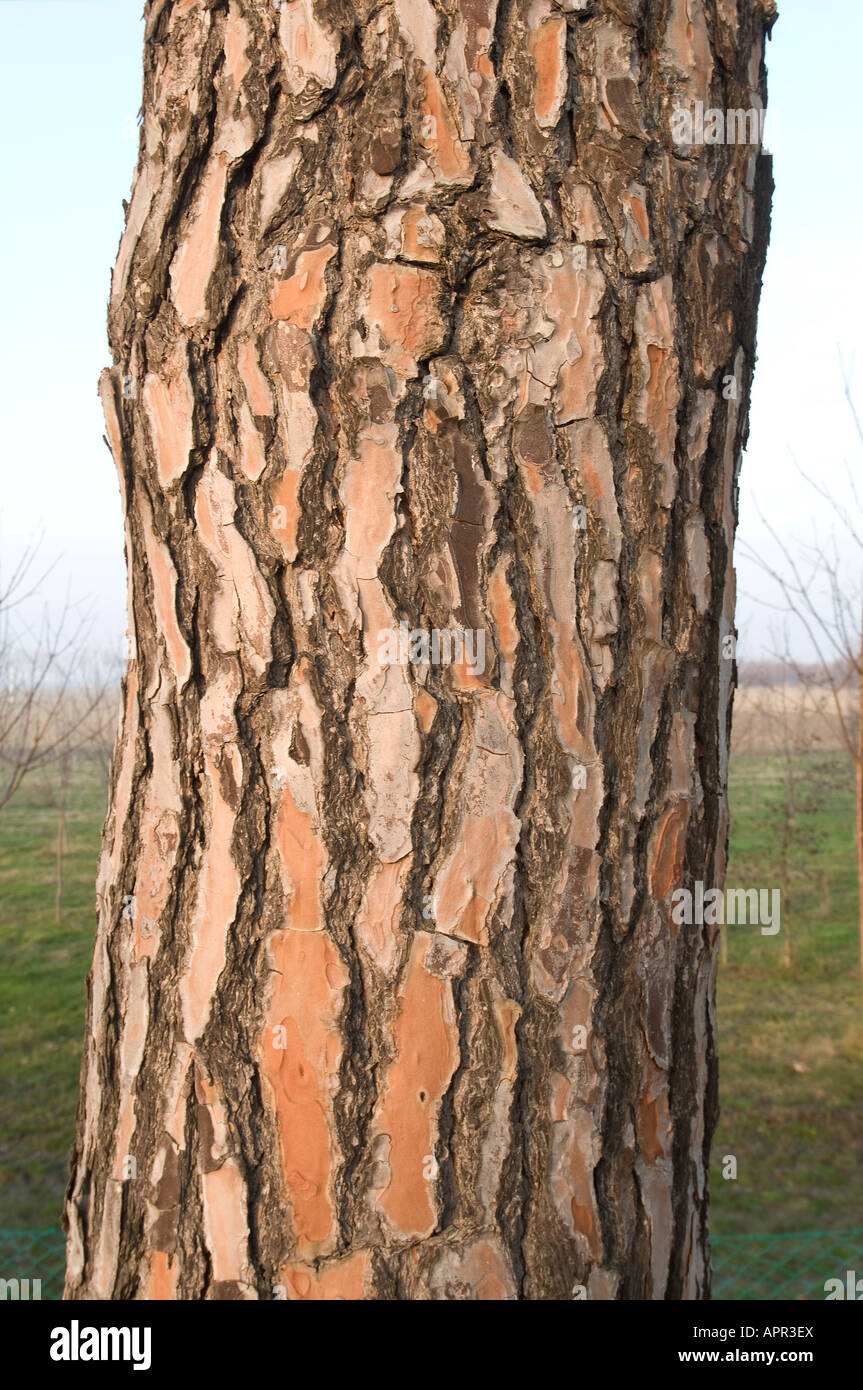 detail of the bark of a sea pine Stock Photo
