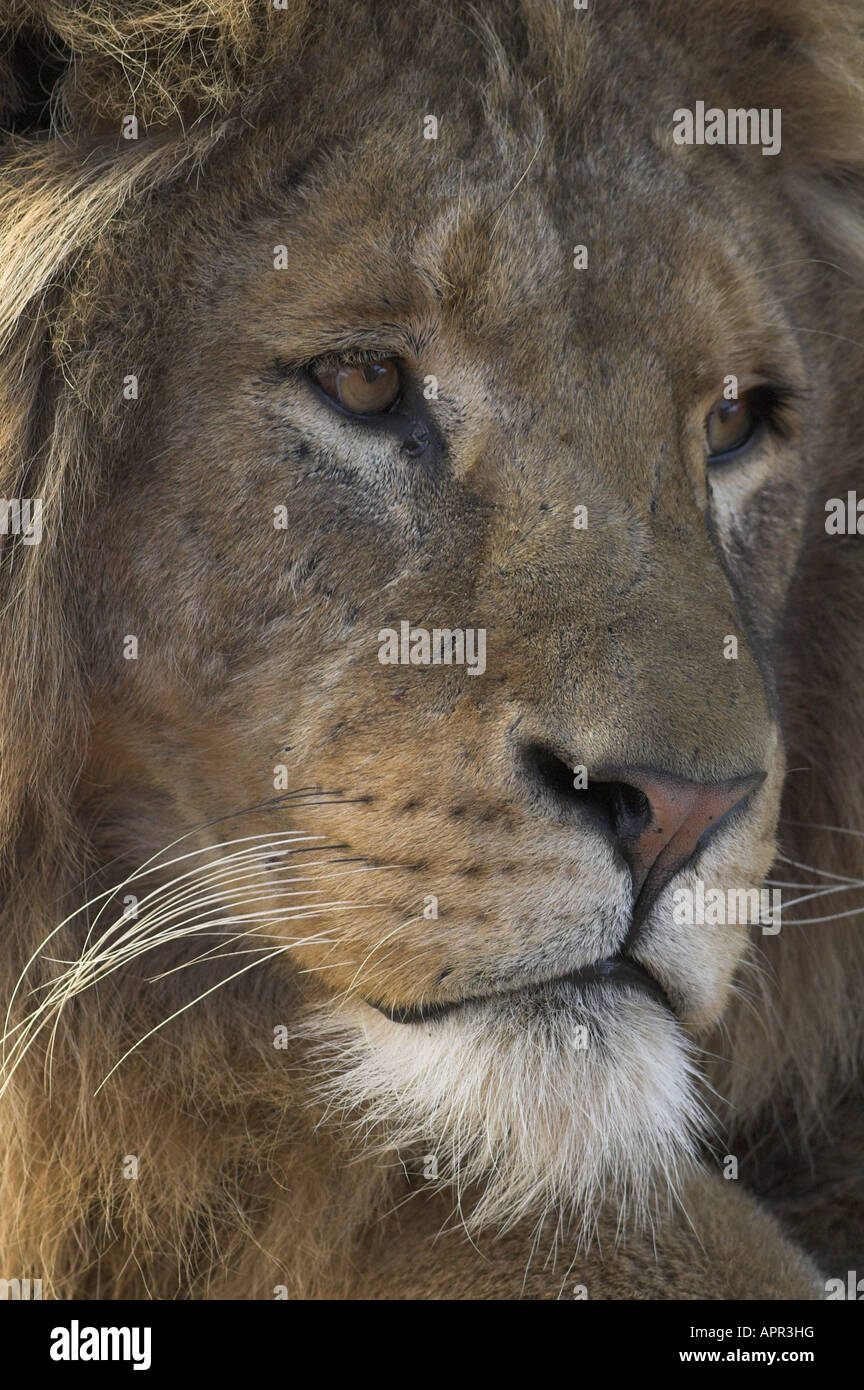 Close up lion eyes hires stock photography and images Alamy