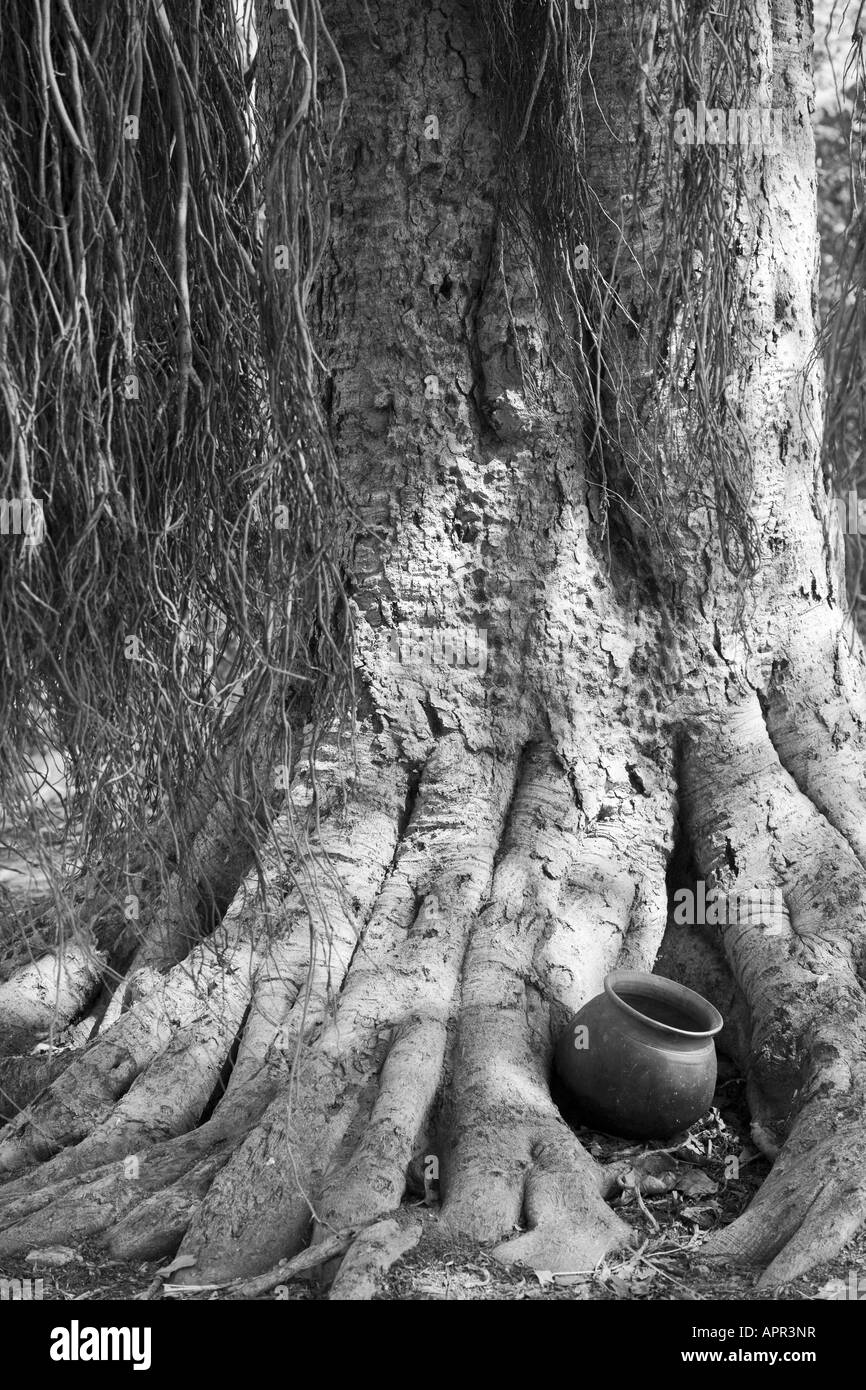 Indian Banyan tree and clay pot. Andhra Pradesh, India Stock Photo