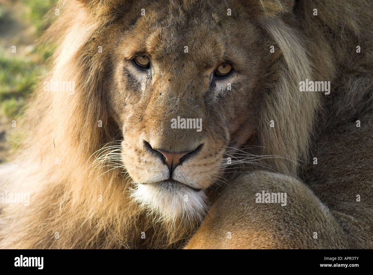 Lion male close up hi-res stock photography and images - Alamy