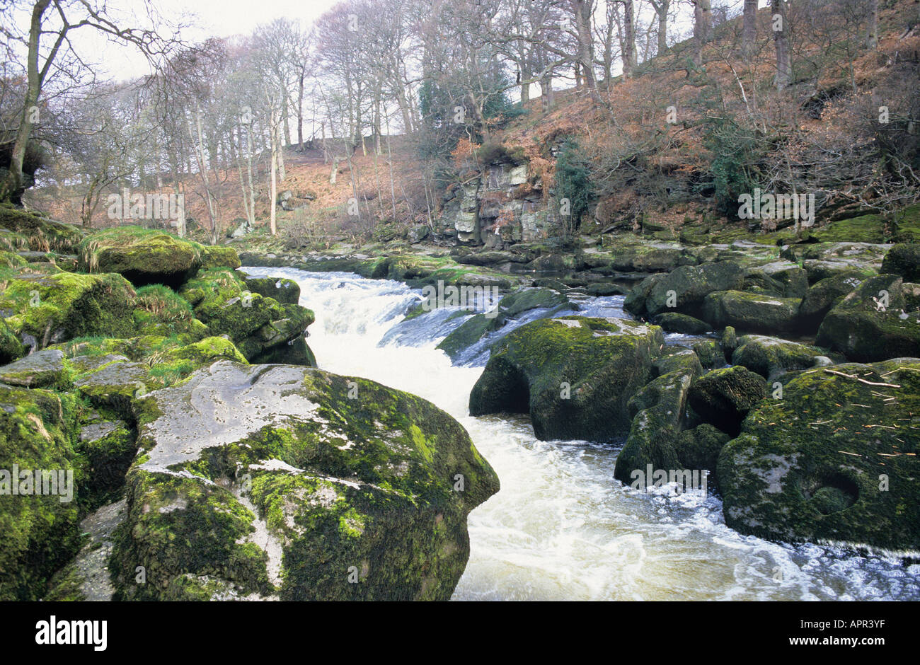 White water River Wharfe at The Strid beauty spot in the Yorkshire ...