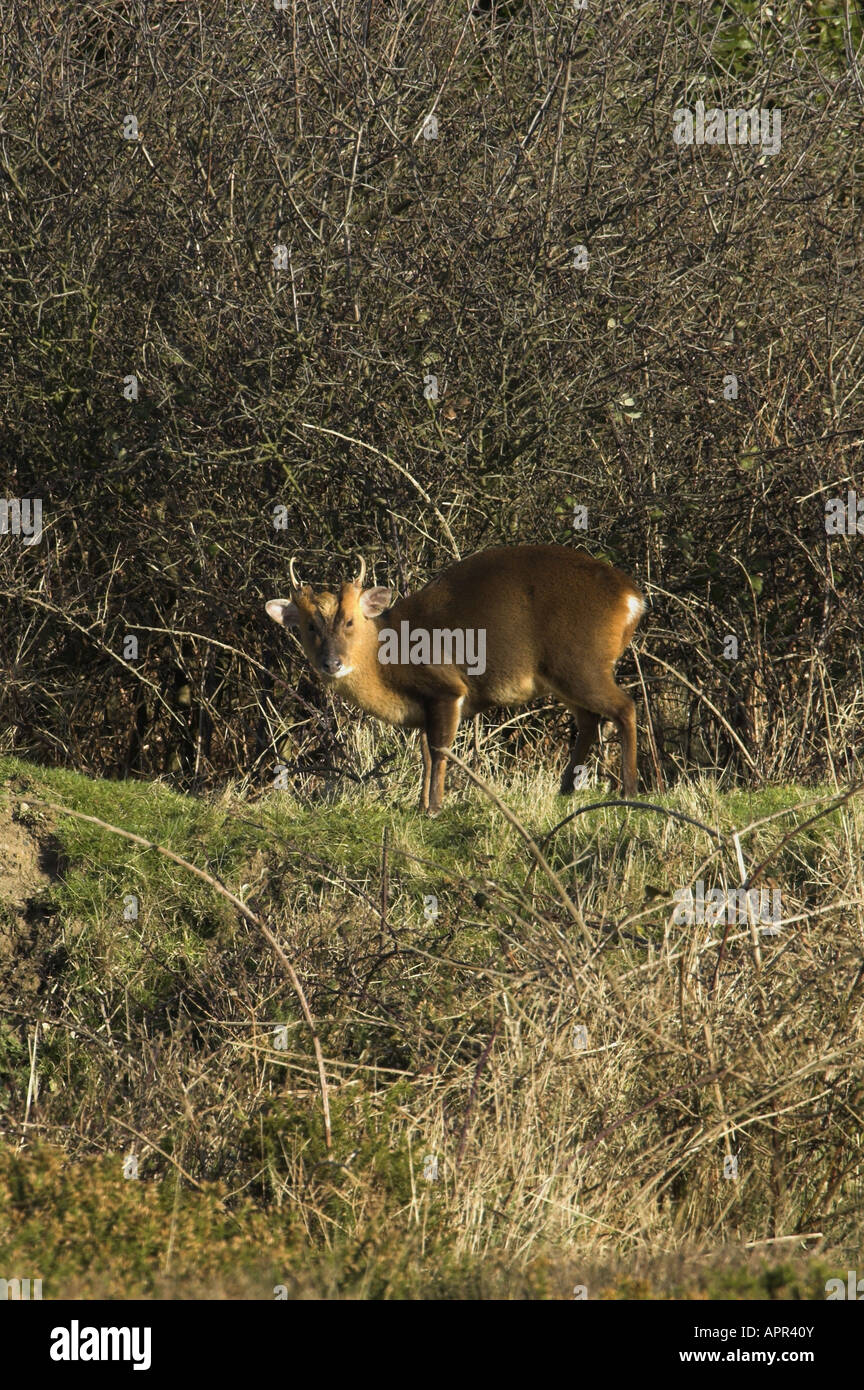 Muntjac deer muntiacus reevesi male feeding on coastal heathland Suffolk UK January Stock Photo