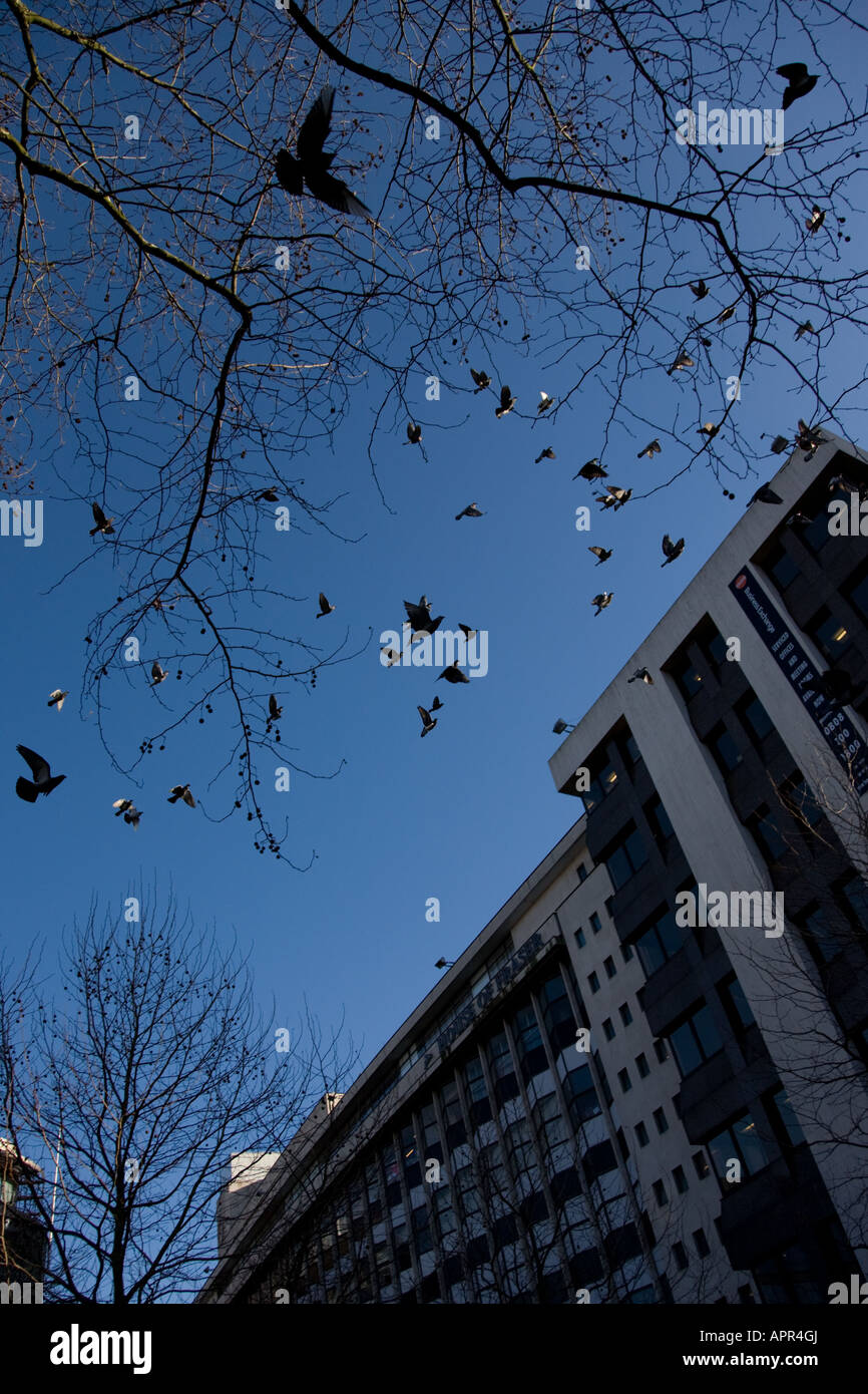 Birds flying around Birmingham City centre Stock Photo Alamy