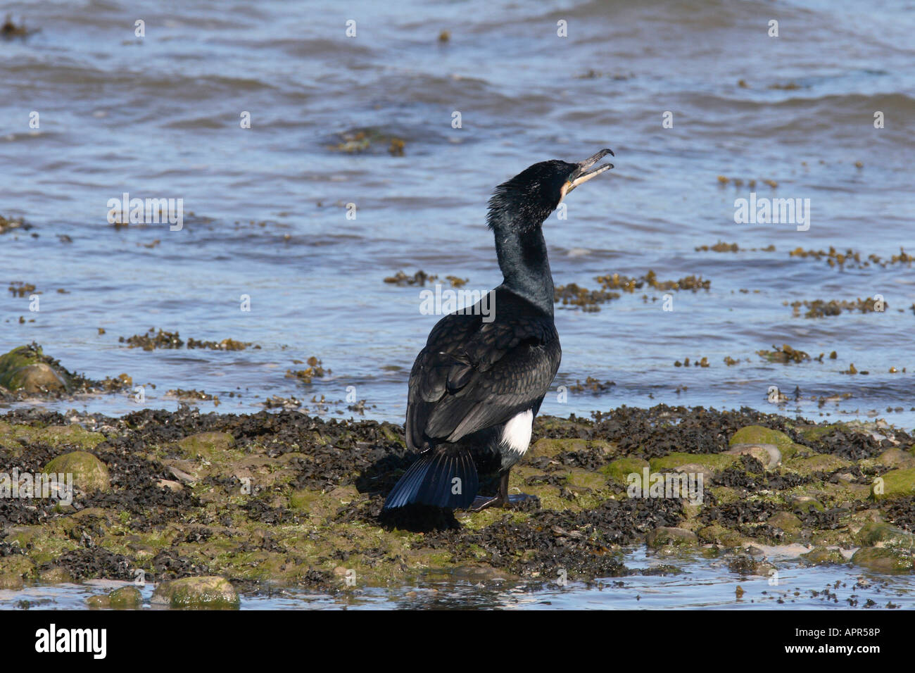 CORMORANT PHALACROCORAX CARBO MALE IN BREEDING PLUMAGE Stock Photo - Alamy