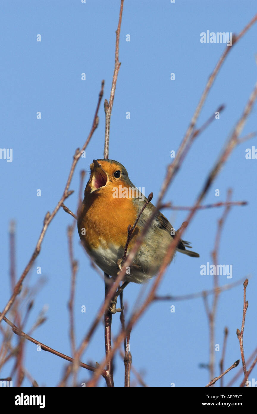 Singing Robin erithacus rubecula Suffolk UK January Stock Photo