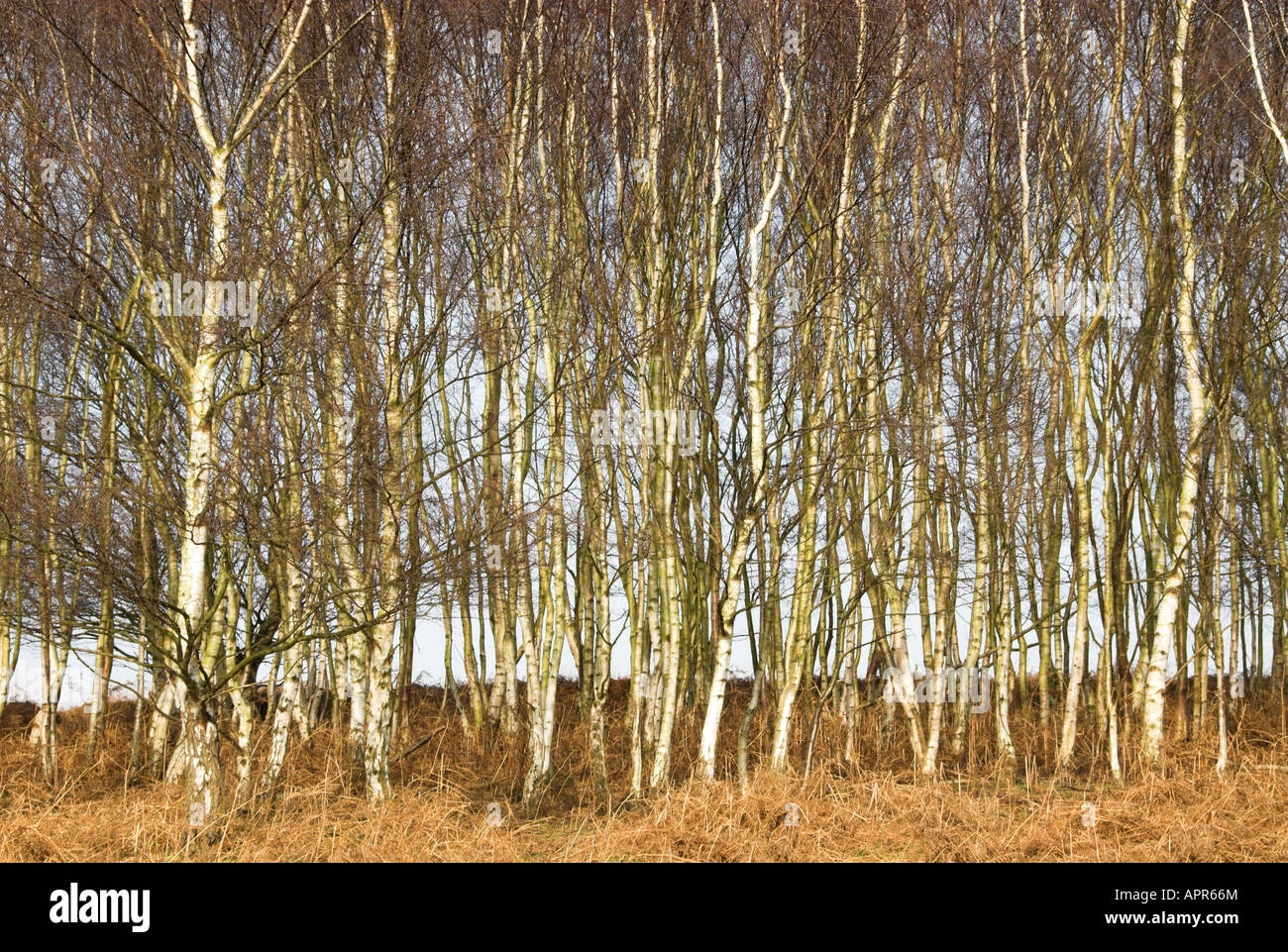 Silver Birch betula pendula plantation on heathland Suffolk UK January Stock Photo