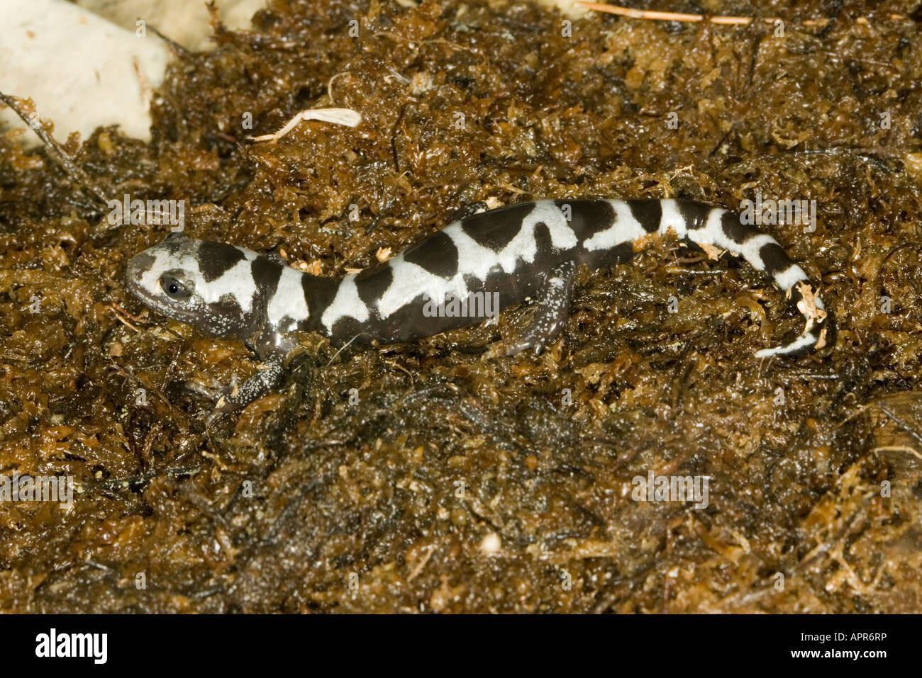Marbled Salamander Ambystoma opacum St Louis Zoo Missouri United States 31 August Adult Ambystomatidae Stock Photo