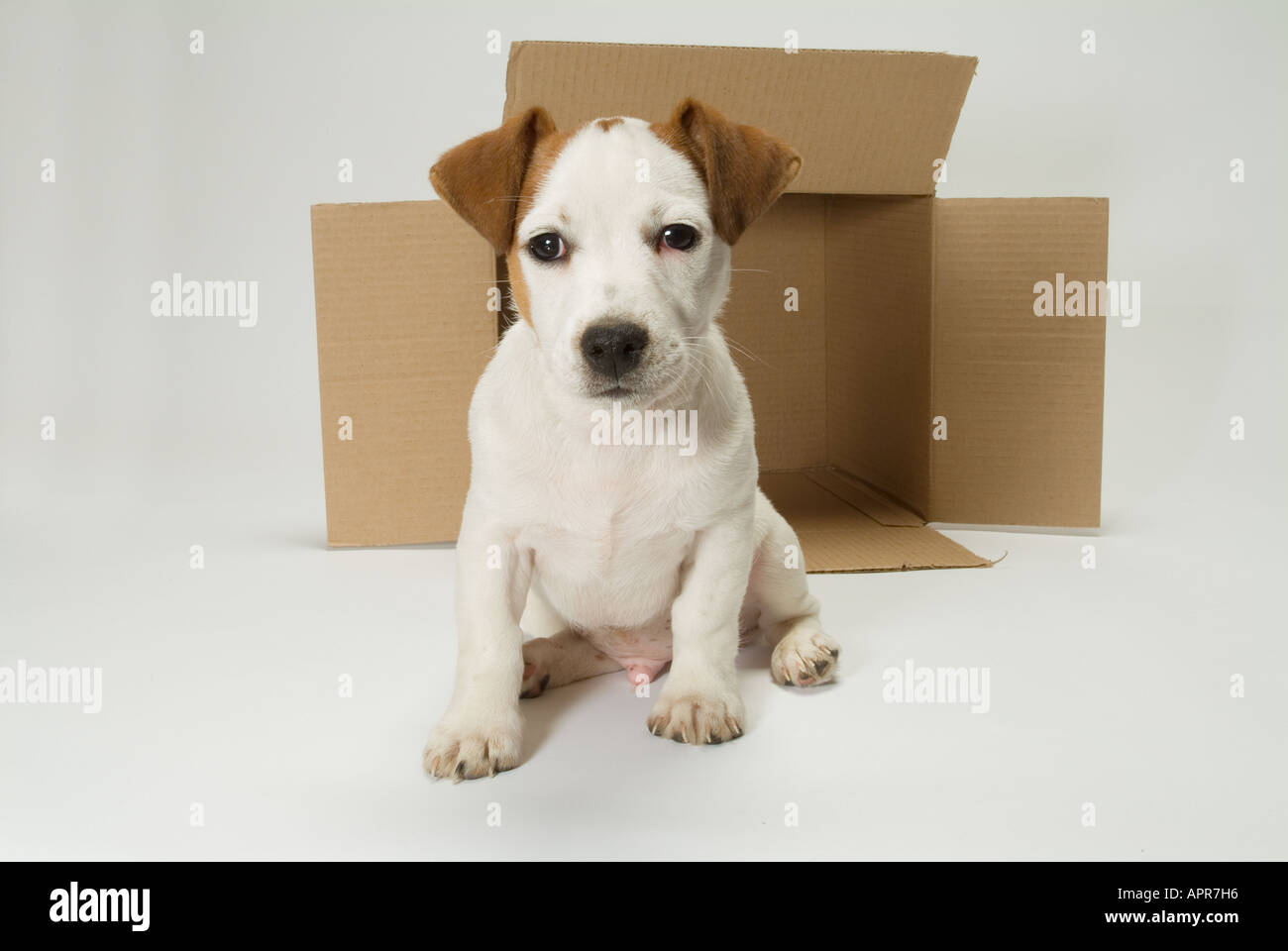 Country Storage Canisters - Jack Russell Collection