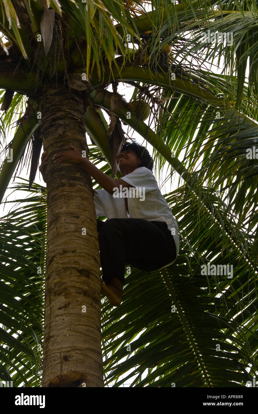 Yapese Boy Climbing Coconut Tree on Yap Island Stock Photo