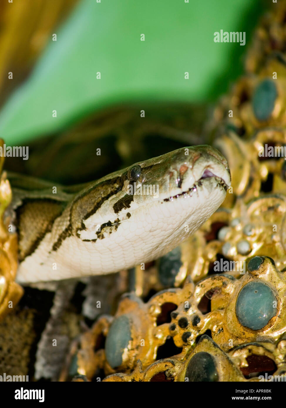 Burmese reptile hi-res stock photography and images - Alamy