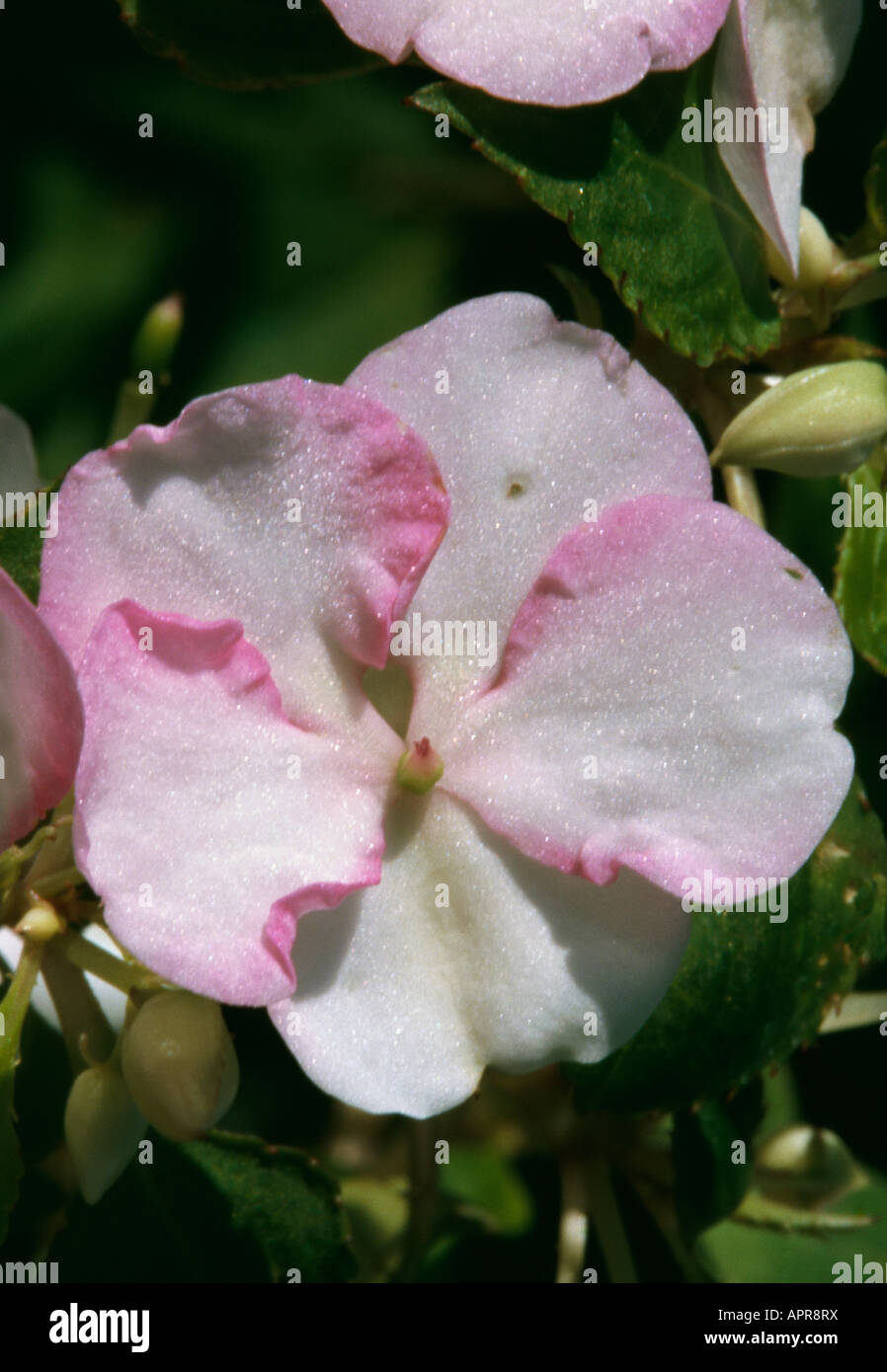 Impatiens Walleriana pale pink timid subtle Stock Photo