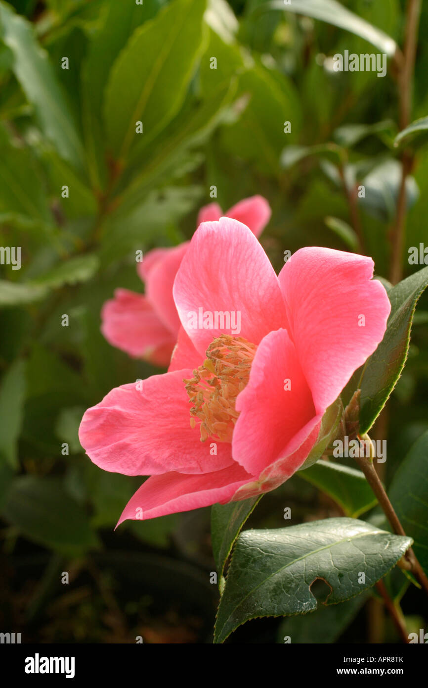 Camellia x williamsii Saint Ewe AGM Stock Photo