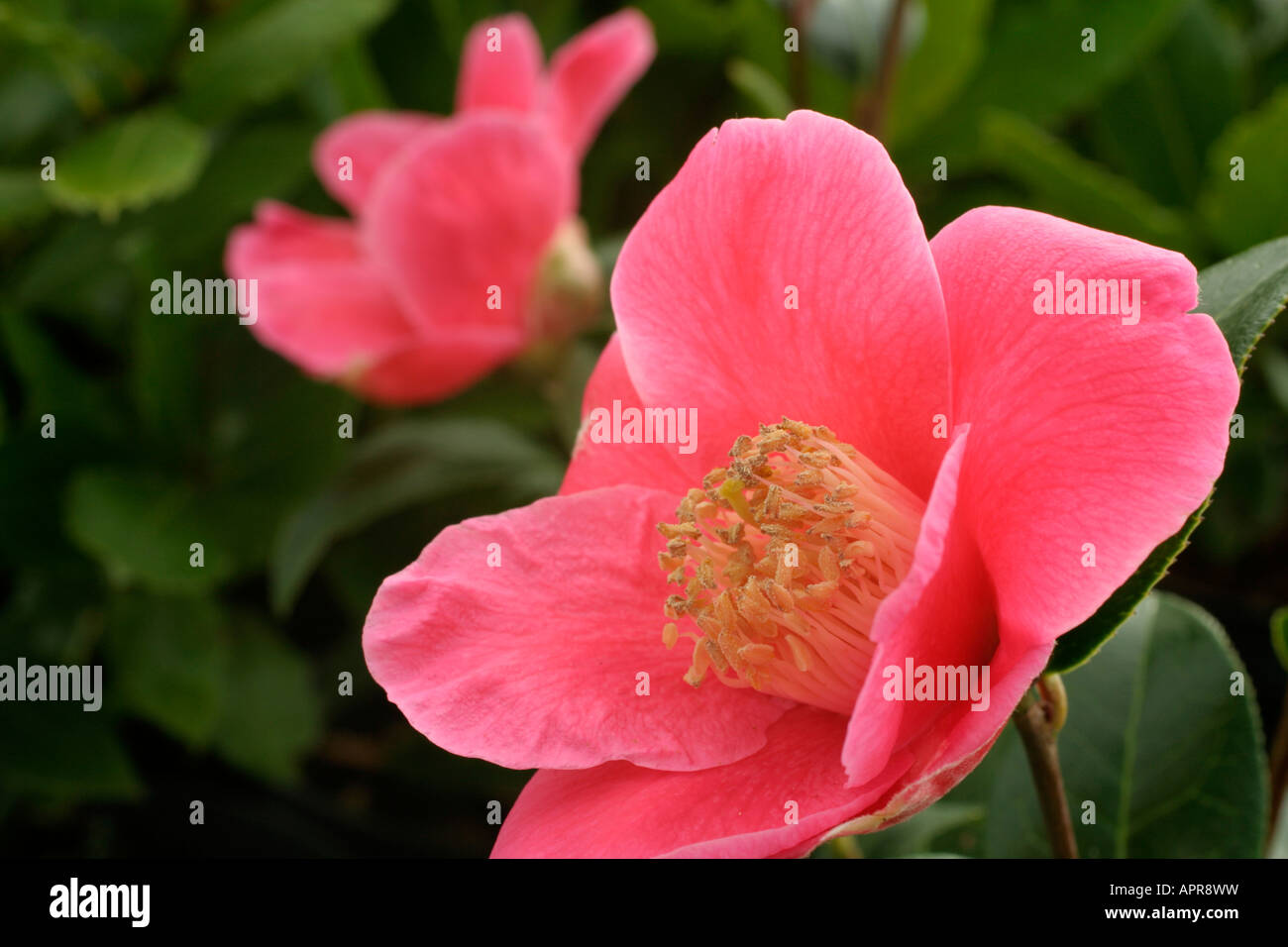 Camellia x williamsii Saint Ewe AGM Stock Photo