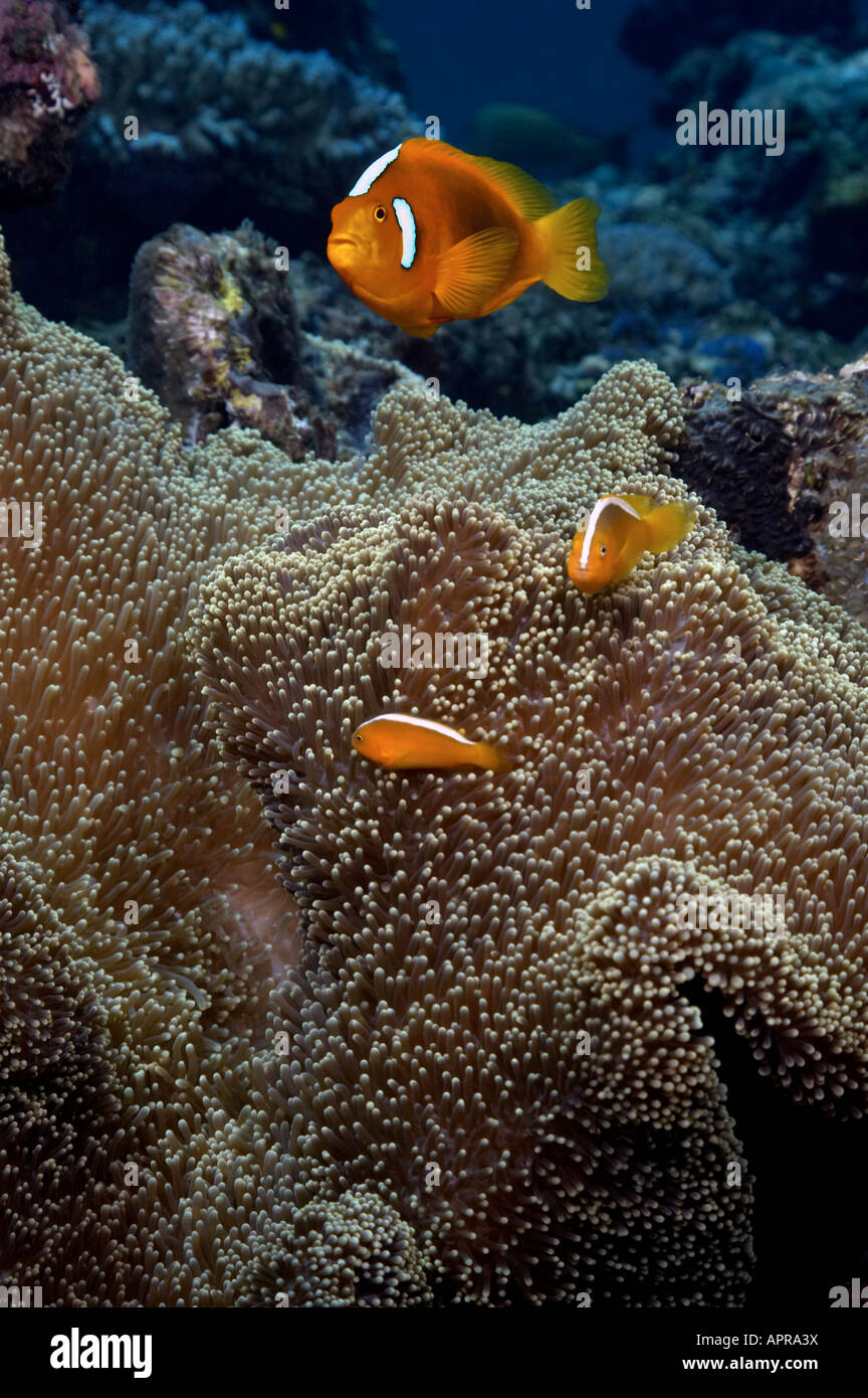 A White-Bonnet Anemonefish and two Orange Anemonefish share a Mertens' Sea Anemone at Karumolun Island in the Solomon Islands. Stock Photo