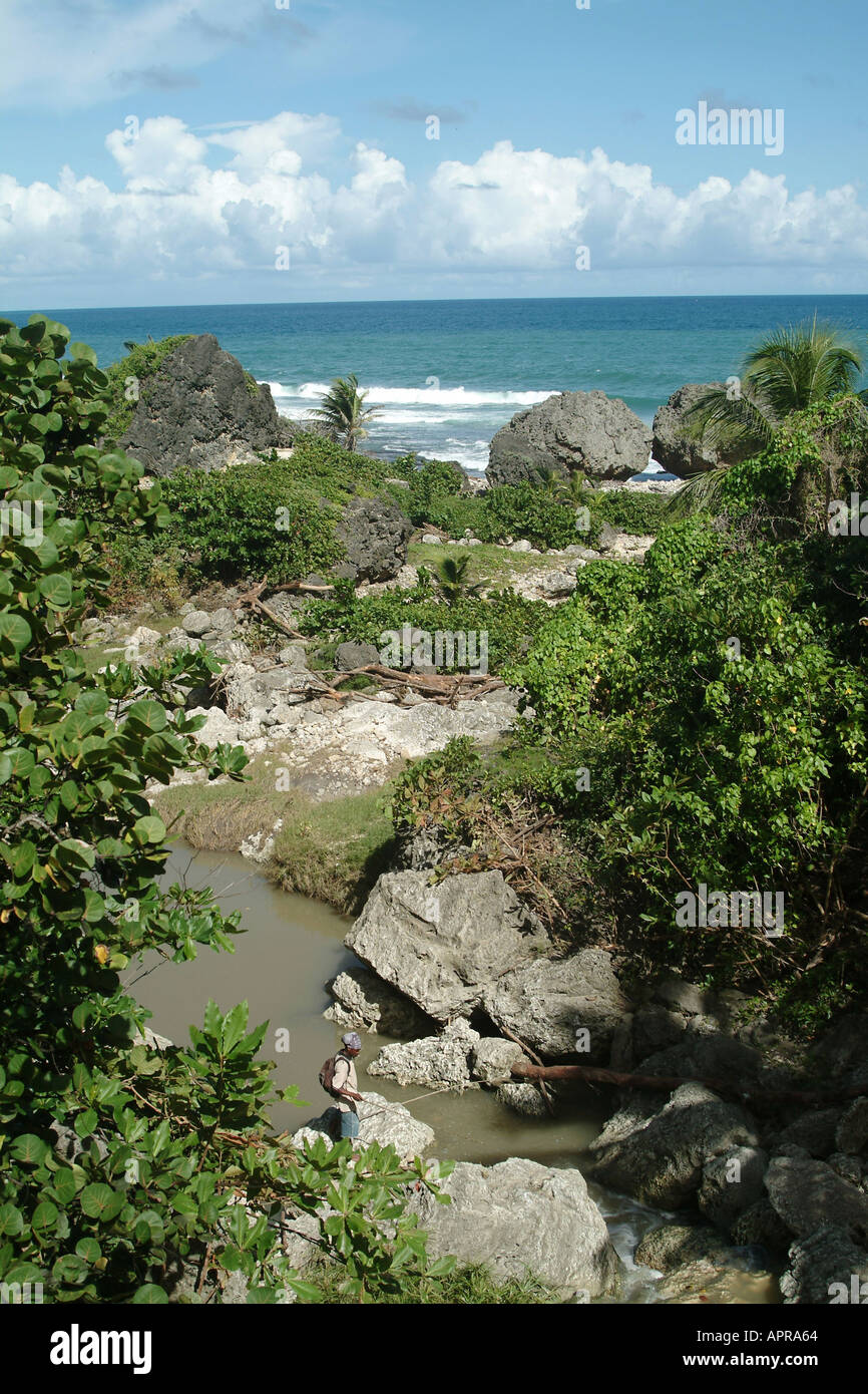 Local man fishing on Joe's River at Bathsheba Barbados Stock Photo Alamy