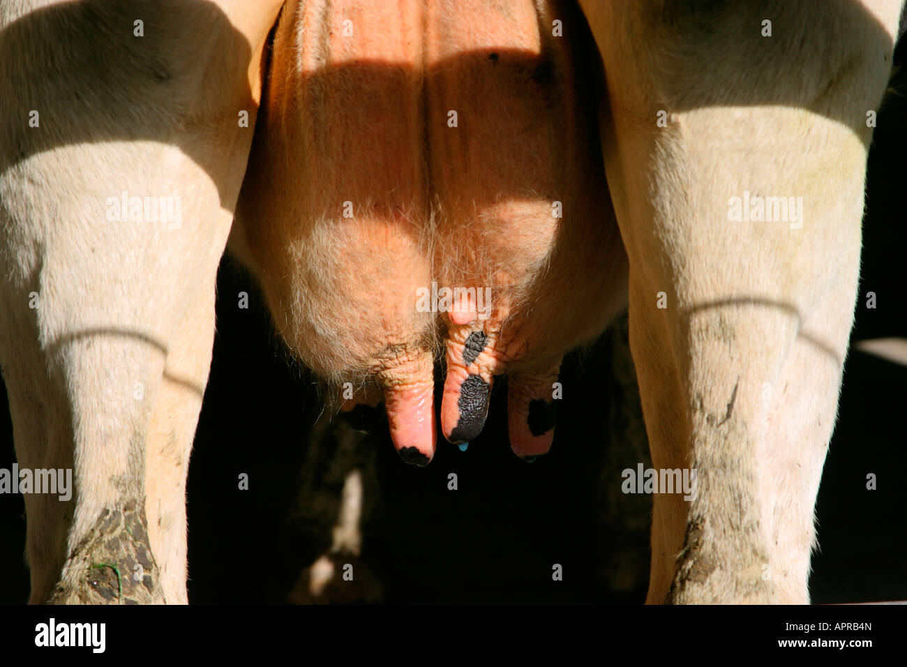 cows udder with milk droplets after melking North Island New Zealand Stock Photo