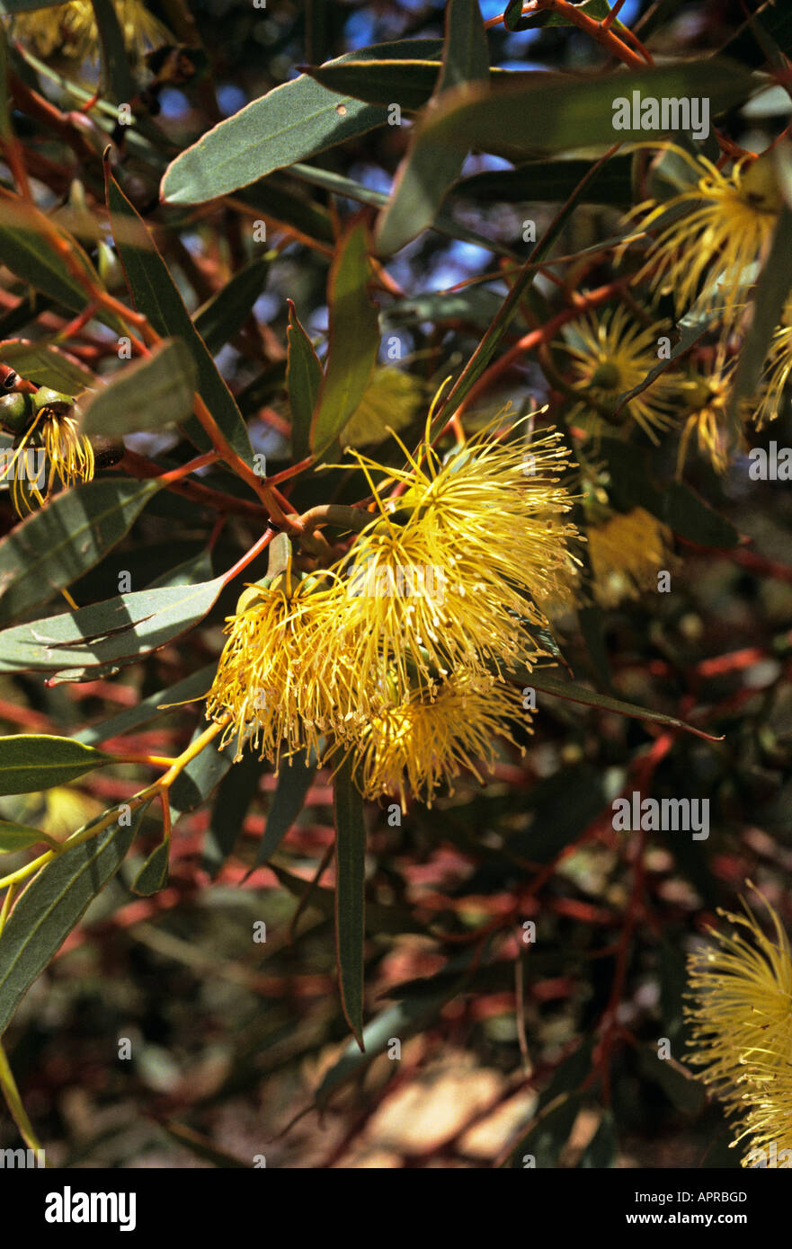 Yellow flower of one of the 600 species of the fast growing but short lived wattle acacia Australia s flower emblem Stock Photo