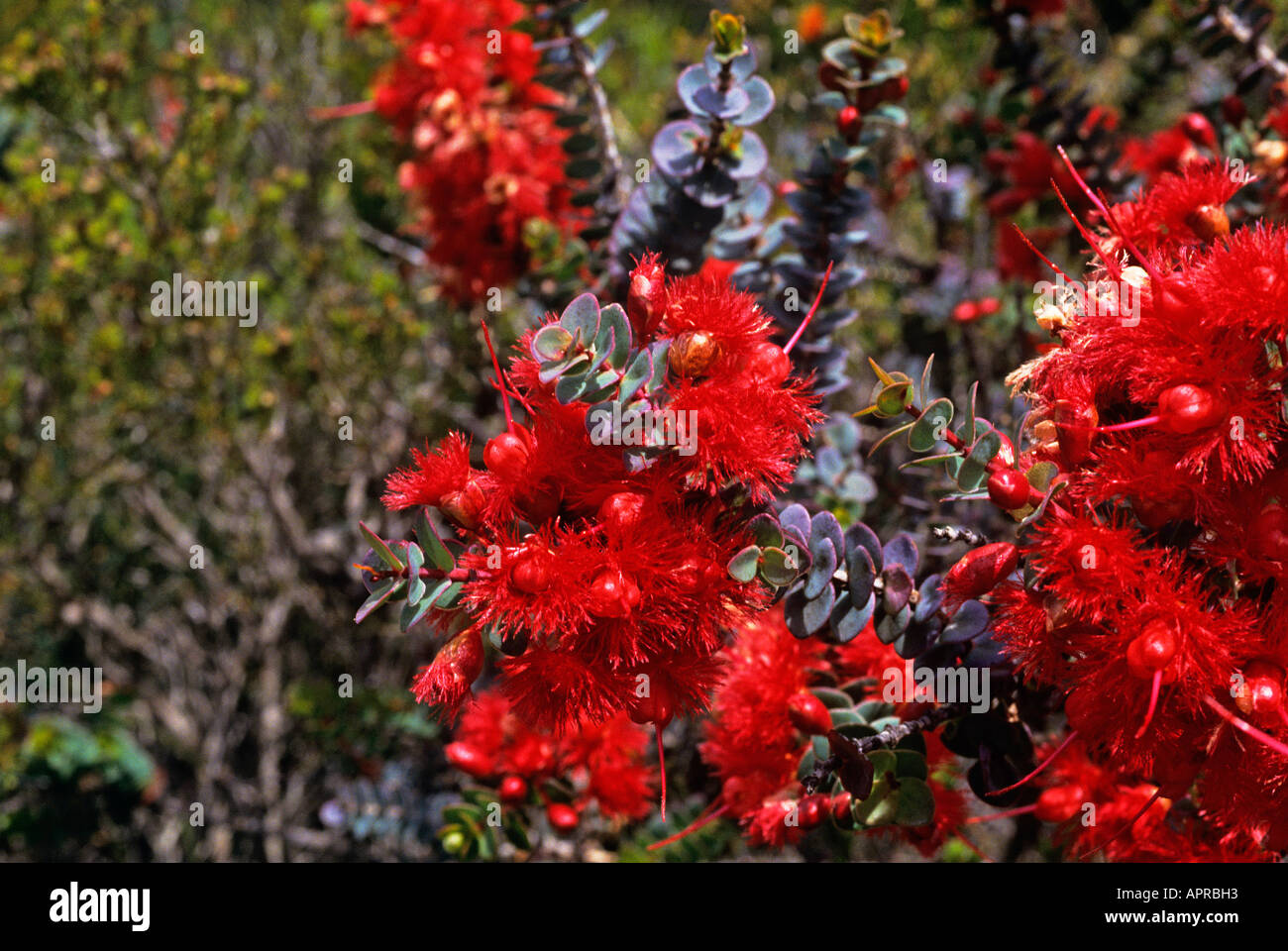 Bright red flowers with a background of deep green leaves Eucalyptus leucoxylon Roseaan an example of the varied flora which grows in Western Australia Stock Photo