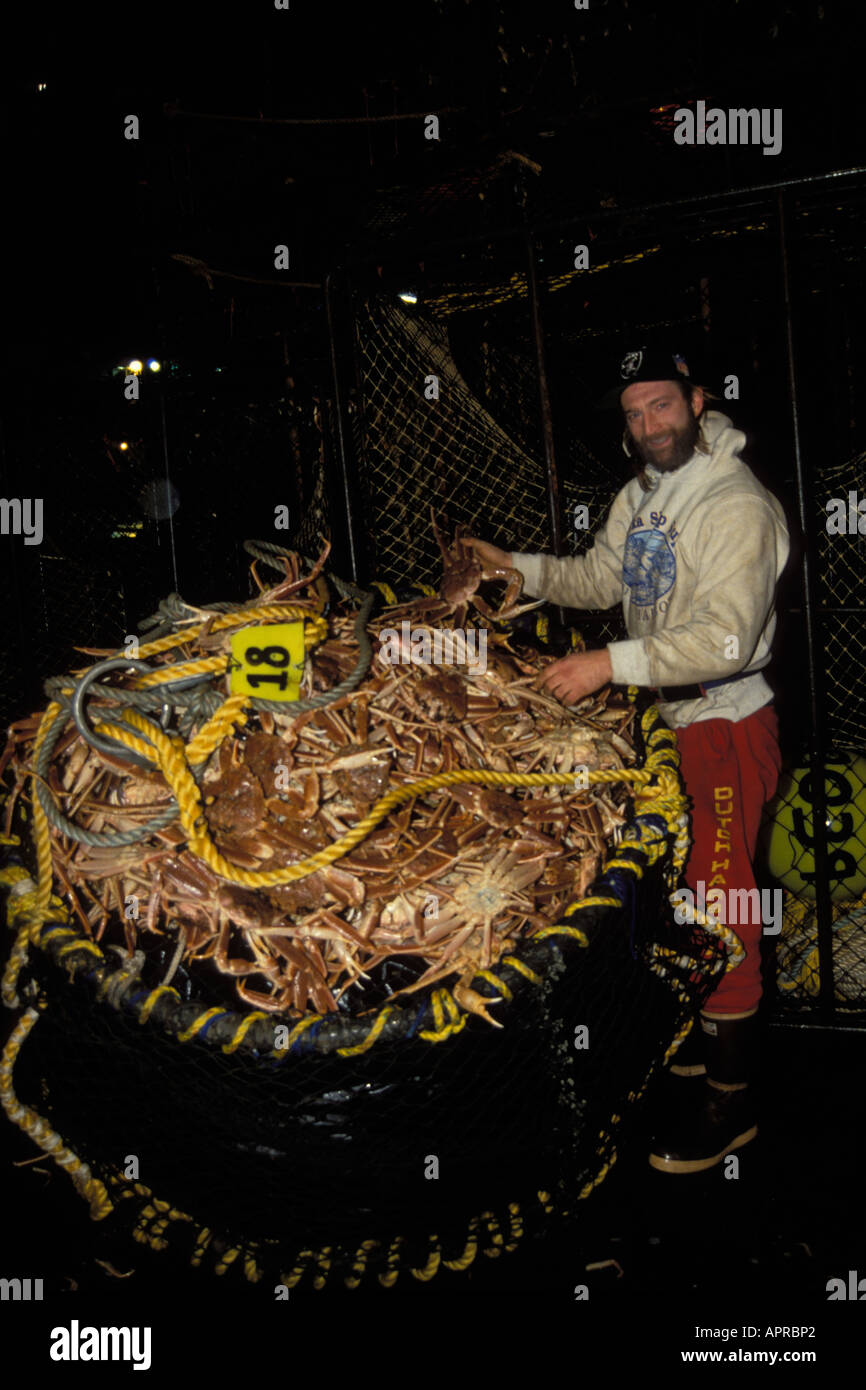 commercial crab fisherman processing snow crab or tanner crab