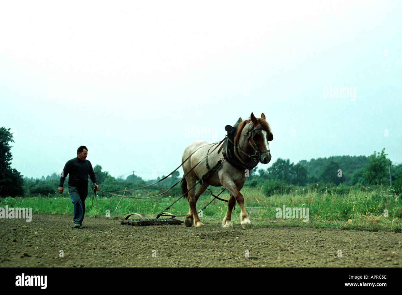 Percheron horse ploughing a field Normandy France 1972  Stock Photo