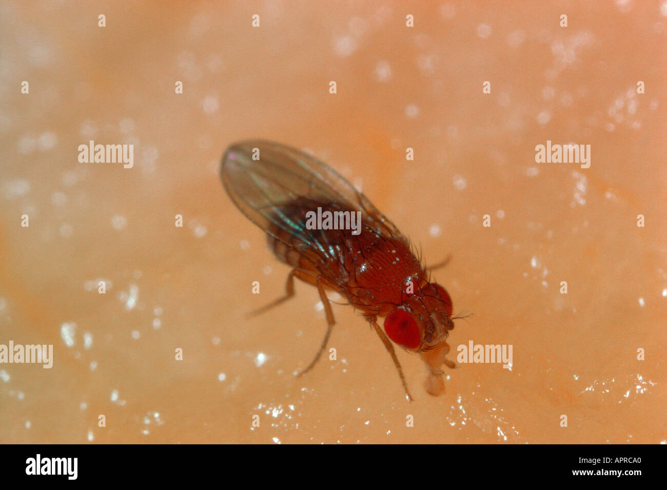 Fruitfly or Vinegar Fly, Drosophila melanogaster. Feeding on fruit