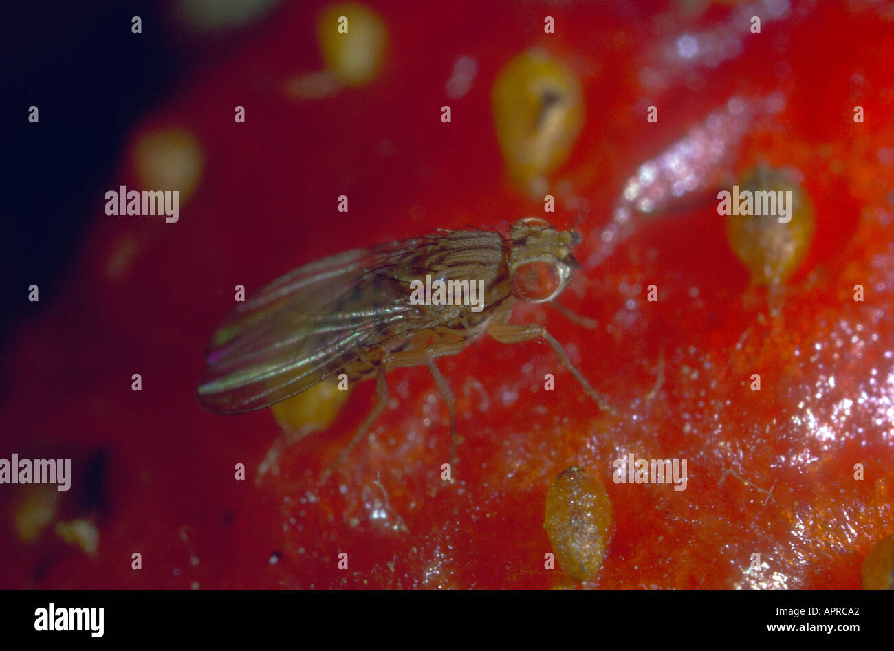 Fruit-fly or Vinegar Fly, Drosophila melanogaster. On strawberry fruit Stock Photo