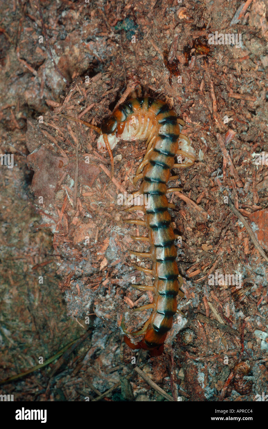 Megarian banded Centipede, Scolopendra cingulata. Eating a prey Stock