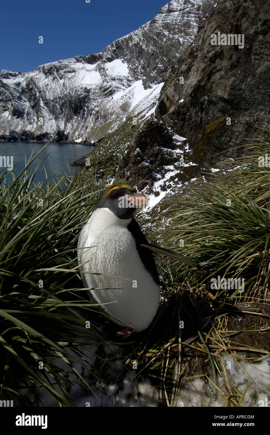 Macaroni Penguin Eudyptes chrysolophus Hercules Bay South in