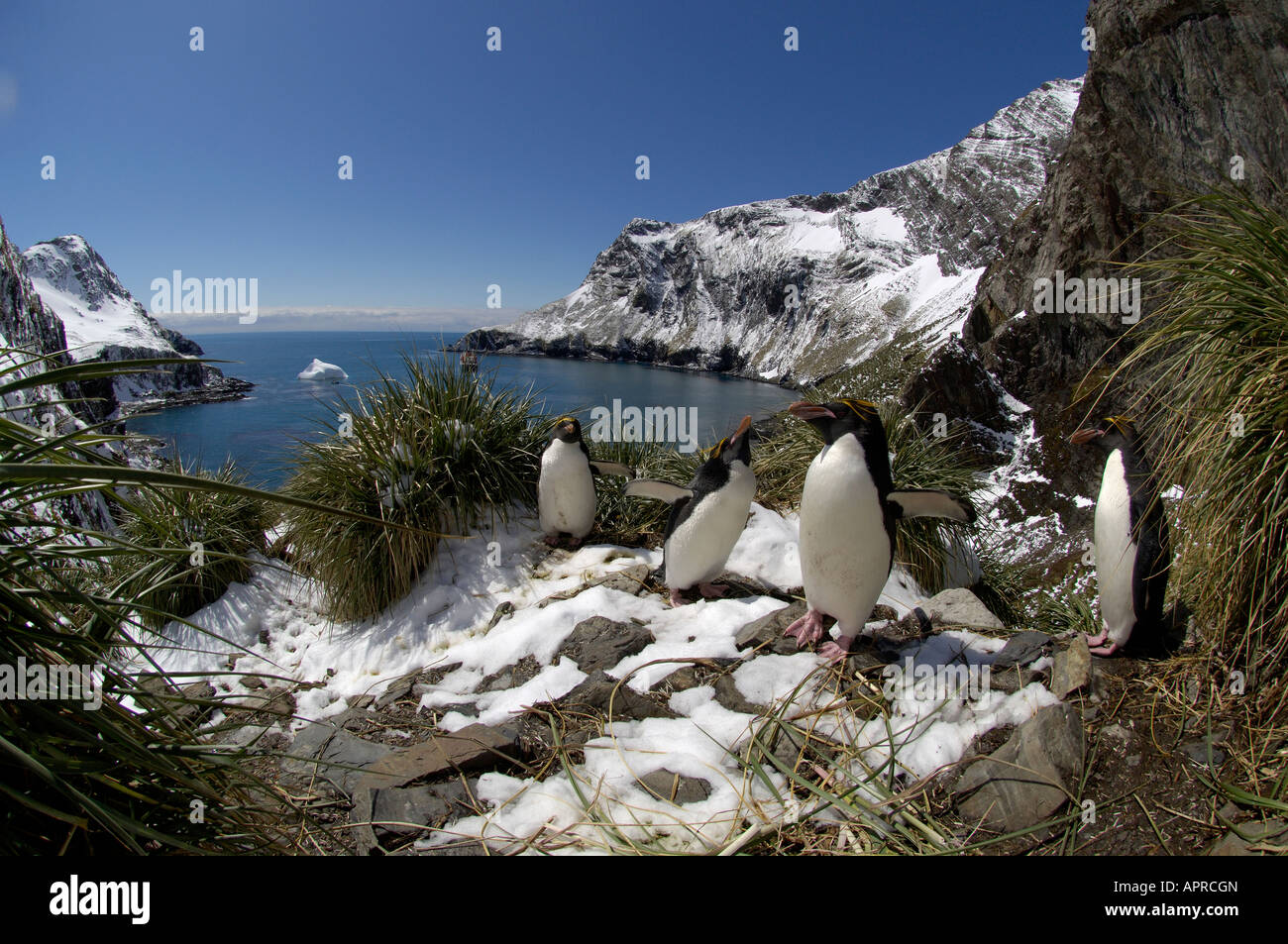 Macaroni Penguins Eudyptes chrysolophus Hercules Bay South