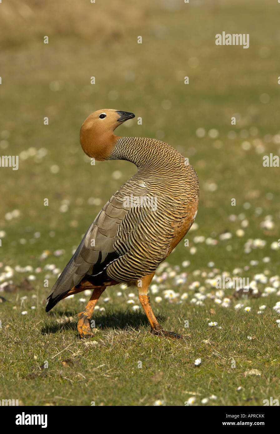 Ruddy headed Goose Chloephaga rubidiceps Bleaker Island Falkland Islands Stock Photo