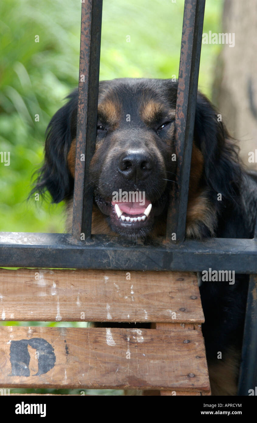 Aggressive angry dog Stock Photo