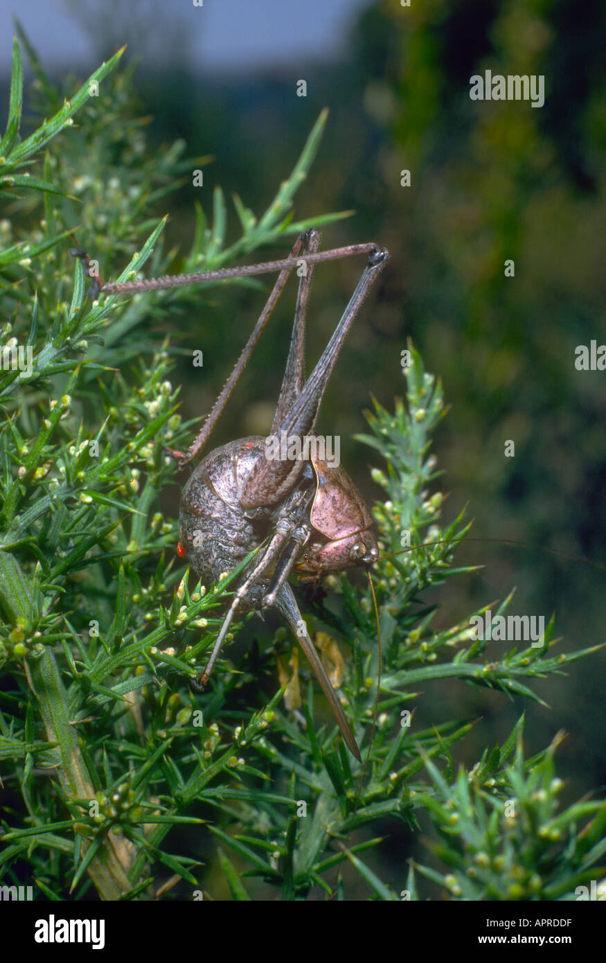 Bush-cricket, Family Tettigoniidae. Female cleaning itself Stock Photo