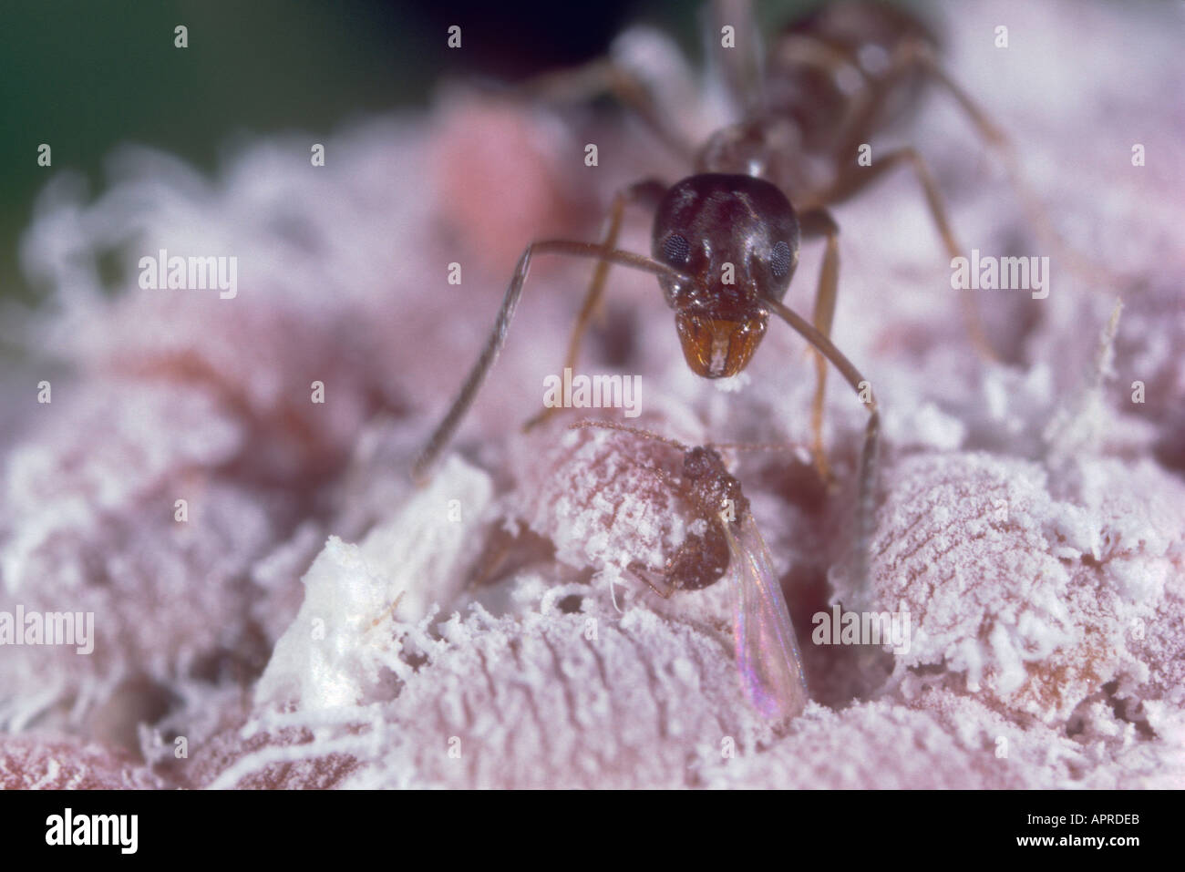 Argentinian Ant (Iridomyrmex humilis) On Scale Insect (Pseudococcus longispinus) colony Stock Photo