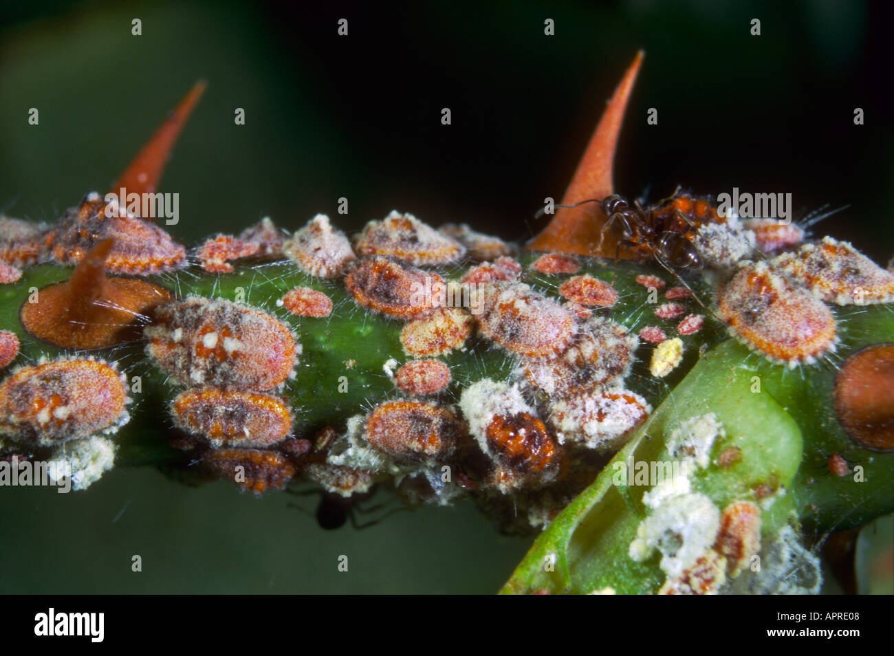 Citrus Scale Pest High Resolution Stock Photography and Images Alamy