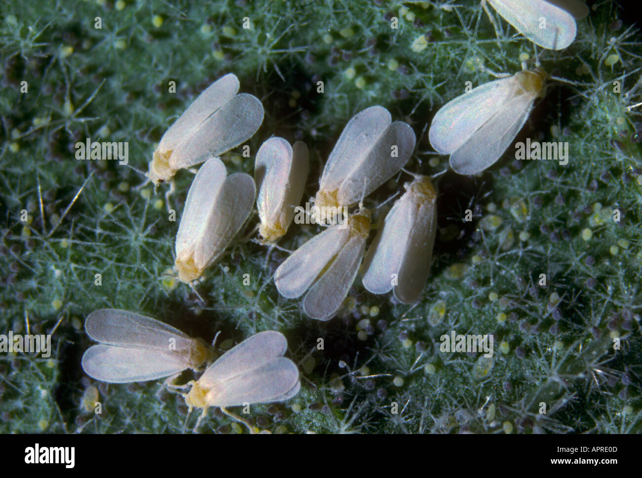 Greenhouse Whiteflies, Trialeurodes vaporariorum. Colony on leaf Stock Photo