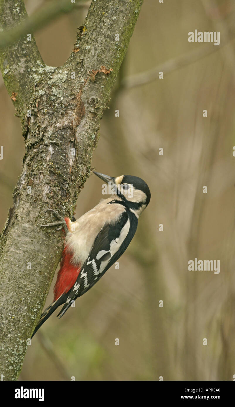 great spotted woodpecker Stock Photo