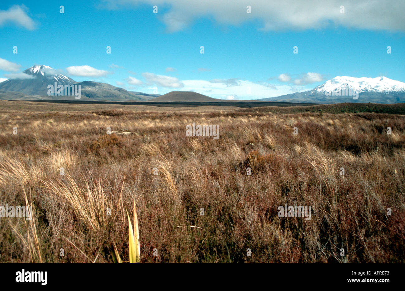 The volcanic Troika of Mt Ngauruhoe Tongariro and Ruapehu with tussock plains North Island New Zealand Stock Photo