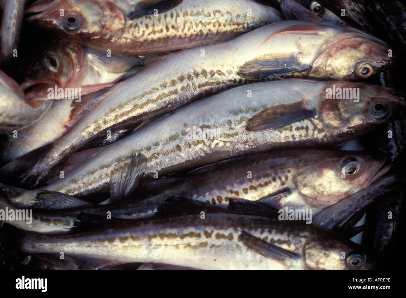 Alaska pollock theragra chalcogramma hi-res stock photography and ...