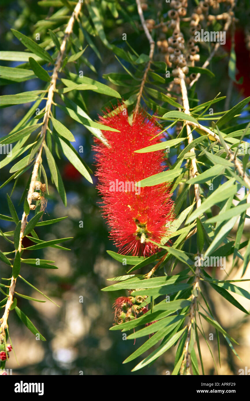 Bottlebrush Callistemon species Queensland Australia Stock Photo