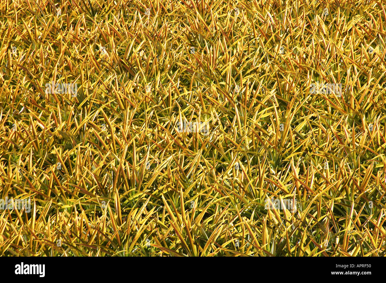Field of Pineapples Sunshine Coast Queensland Australia Stock Photo Alamy