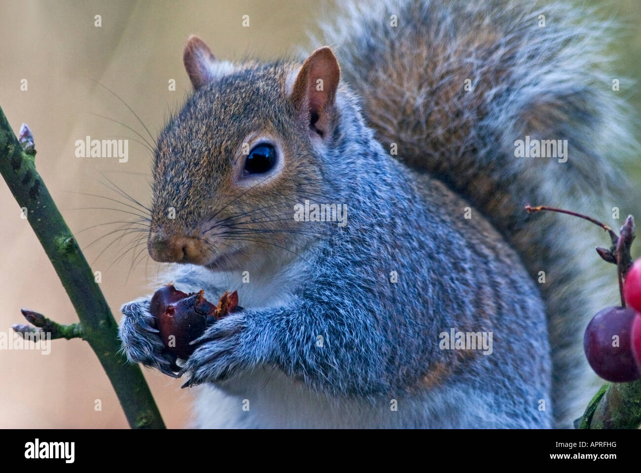 Grey Squirrel (sciurus carolinensis) eating Malus Red Sentinel Berry