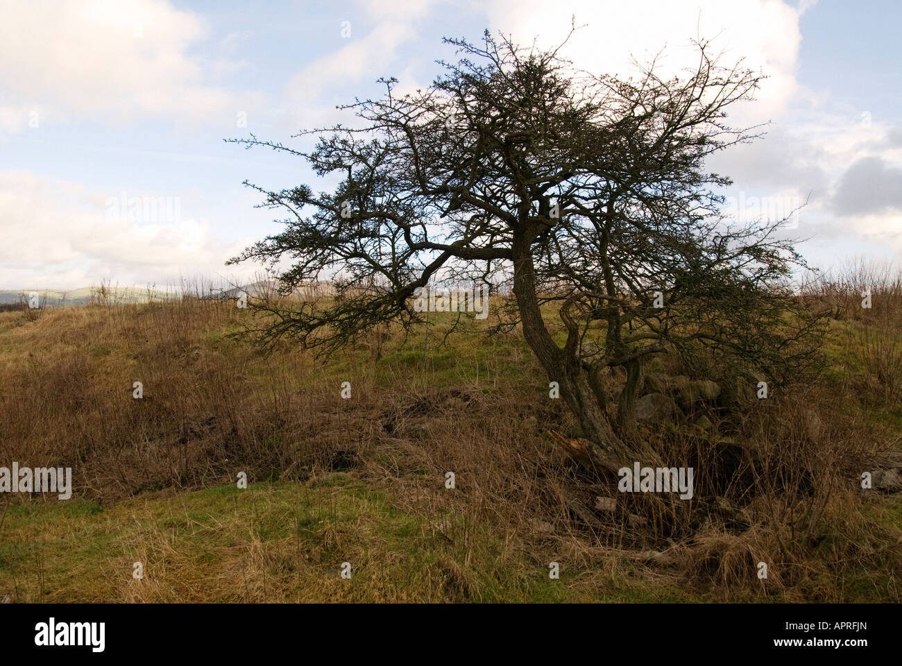 wind swept tree Stock Photo Alamy