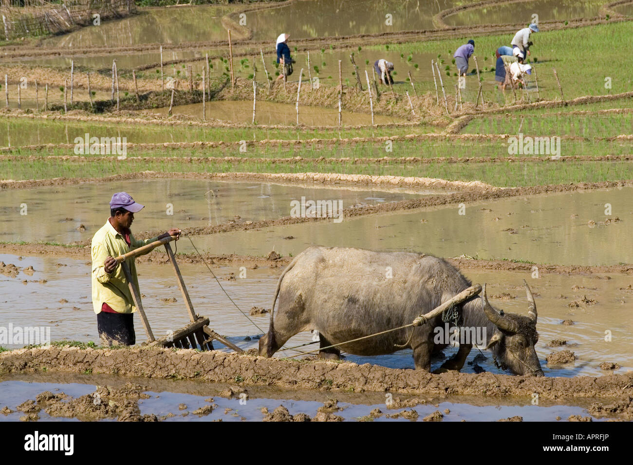 Rice Cultivation in Laos SE Asia Stock Photo